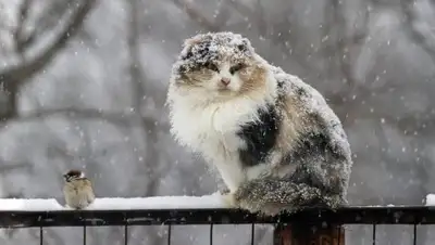 Zakon.kz, фото - Новости Zakon.kz от 03.11.2017 06:01