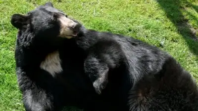 Медвежий мир, фото - Новости Zakon.kz от 31.05.2018 13:59