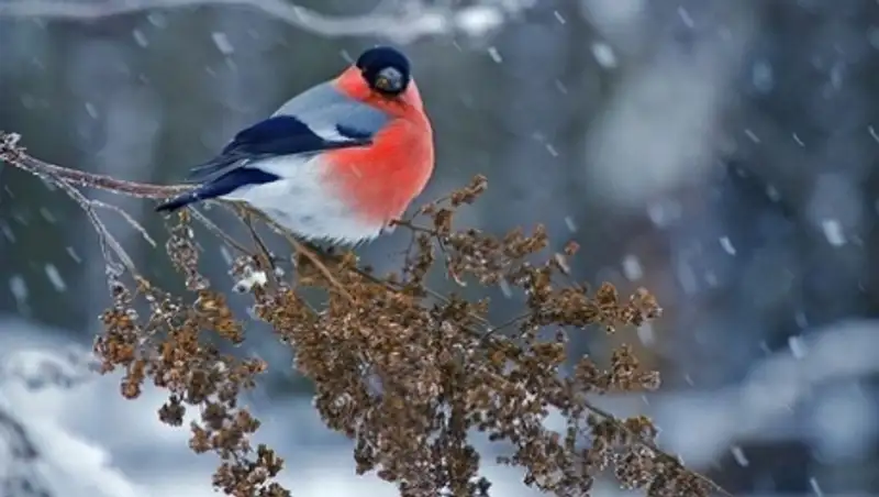 10 декабря на территории Казахстана сохраняется неустойчивый характер погоды
