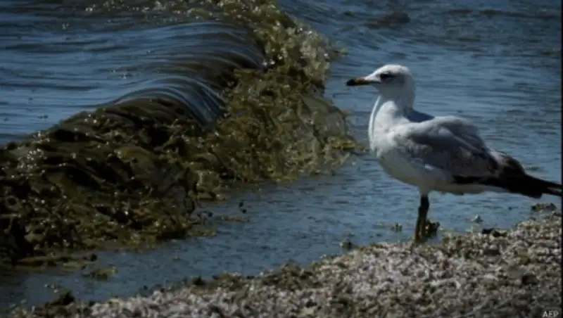 В Средиземном море нашли тысячу тонн пластикового мусора