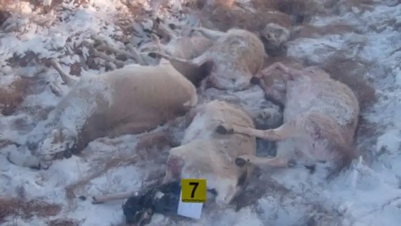 Семь егерей задержаны за браконьерство