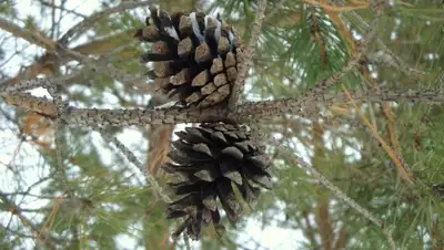 Zakon.kz, фото - Новости Zakon.kz от 08.12.2015 16:03