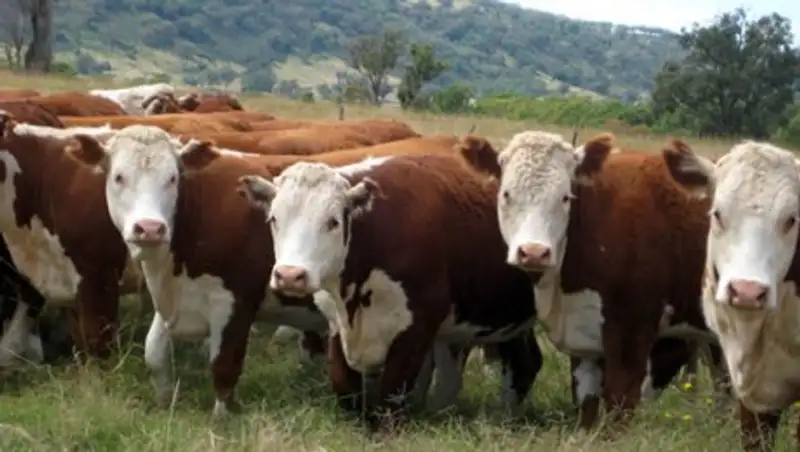 Поголовье КРС в Акмолинской области в 2016 году увеличилось на 2,9%