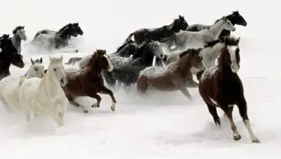 Zakon.kz, фото - Новости Zakon.kz от 19.12.2016 13:45