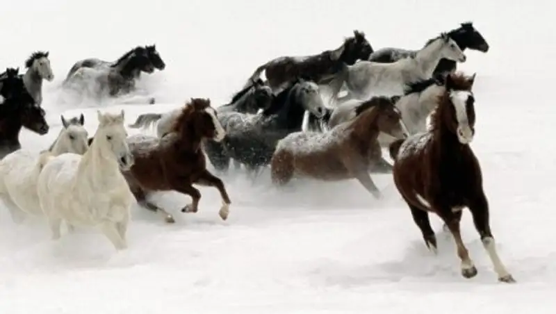 В Костанайской области исчез табун лошадей