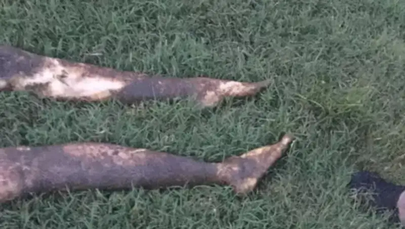 Женщина вызвала полицию из-за трупа, "погибшей" оказалась секс-кукла