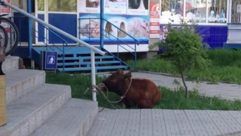 В Усть-Каменогорске полицейским пришлось забрать теленка, которого привязали у магазина