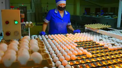 производство куриного яйца в Казахстане , фото - Новости Zakon.kz от 19.09.2023 19:02