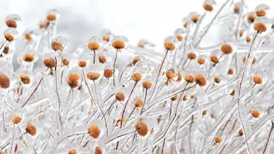 bigpicture.ru, фото - Новости Zakon.kz от 21.02.2019 17:02