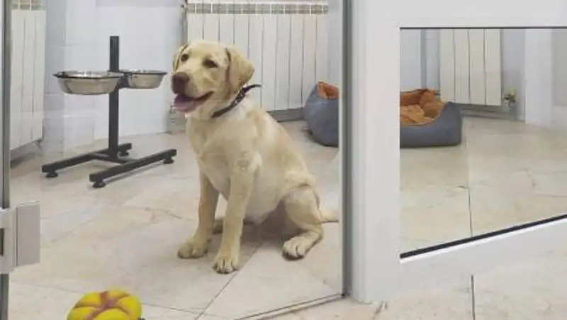 Айжан Байзакова заявила, что ее собаку отравили крысиным ядом