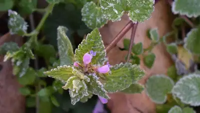 Заморозки ожидаются в Казахстане , фото - Новости Zakon.kz от 15.08.2022 11:13