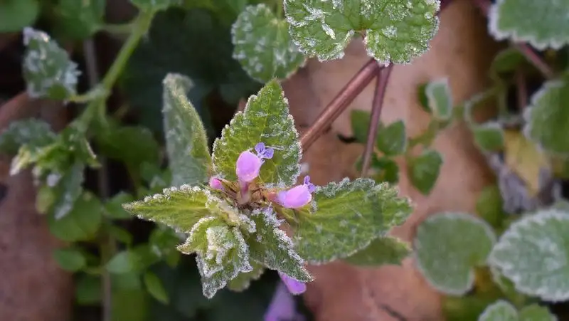Заморозки ожидаются в Казахстане