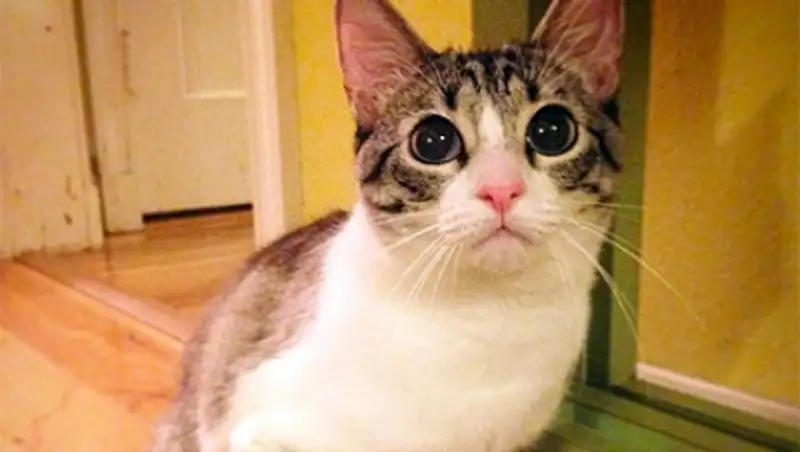 Двулапый котенок из США стал звездой Instagram