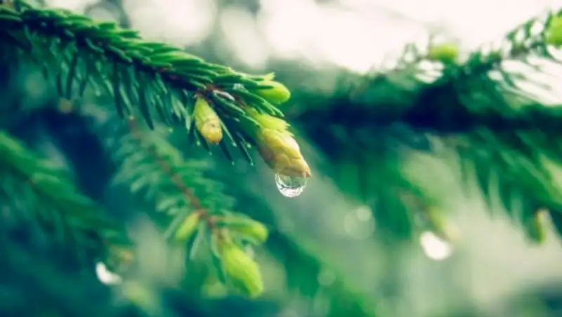 20 апреля на большей части Казахстана ожидаются дожди, усиление ветра и туман