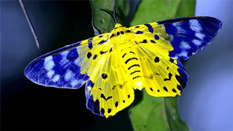 В Актобе открылась выставка экзотических бабочек