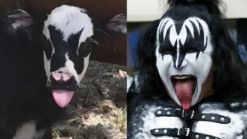 В США теленок "воссоздал" образ лидера рок-группы Kiss