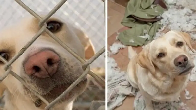 Животные до и после того, как их забрали из приюта