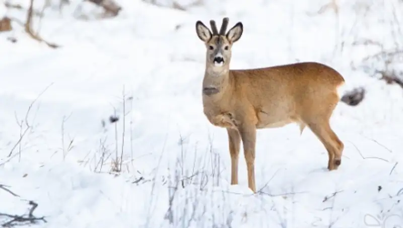 В Казахстан мигрируют европейские косули