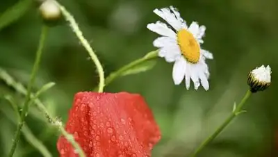 pixabay.com, фото - Новости Zakon.kz от 09.07.2021 18:27