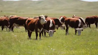 primeminister.kz, фото - Новости Zakon.kz от 14.09.2021 17:17