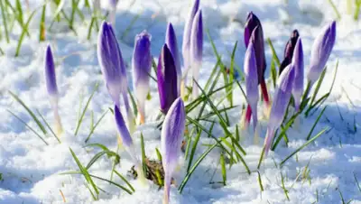 natworld.info, фото - Новости Zakon.kz от 28.02.2020 12:47