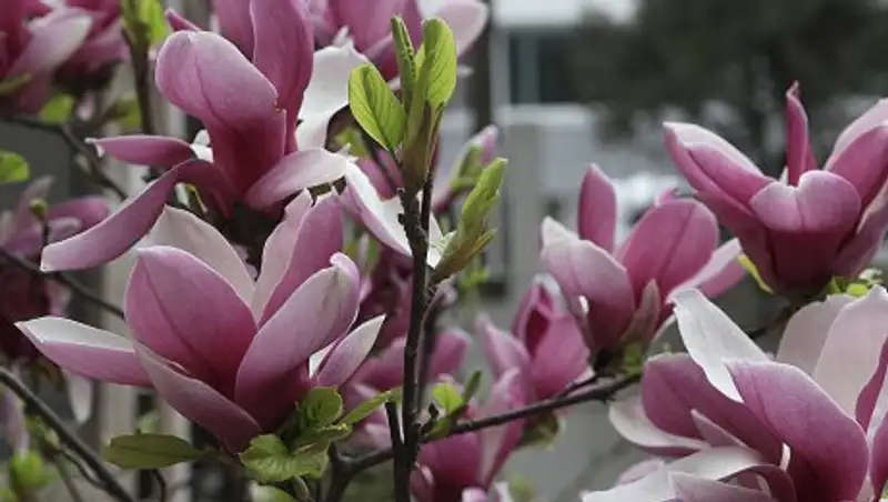 В Алматы зацвела магнолия