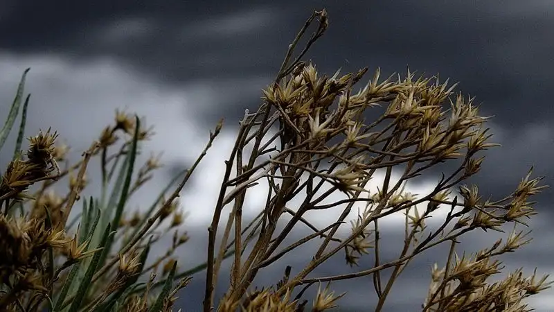 Дожди с грозами и порывистым ветром: прогноз погоды в Казахстане на выходные