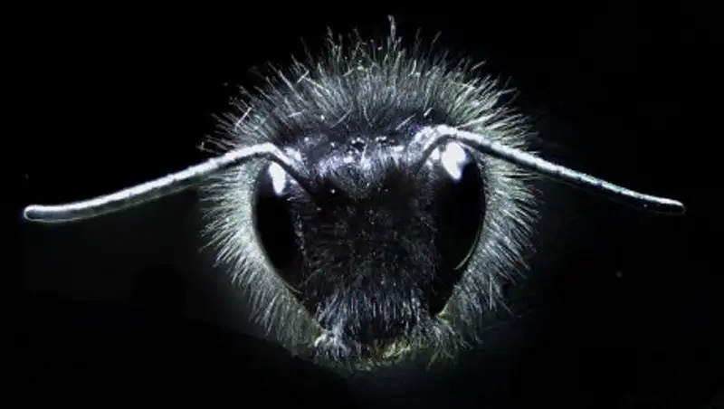 Ученые раскрыли секрет того, как пчелы "видят" электрические поля