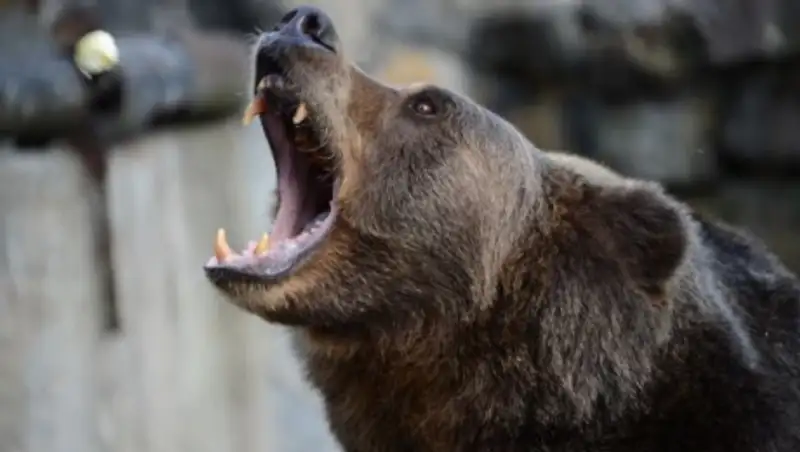 В ВКО охотники застрелили трехлапого медведя, терроризировавшего местных жителей