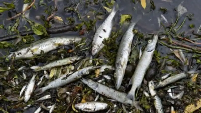 В МСХ РК назвали причины гибели рыбы в Иртыше