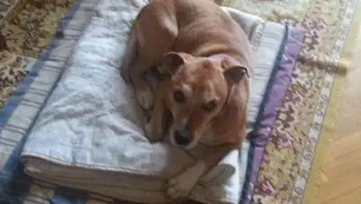 Zakon.kz, фото - Новости Zakon.kz от 09.10.2014 15:15