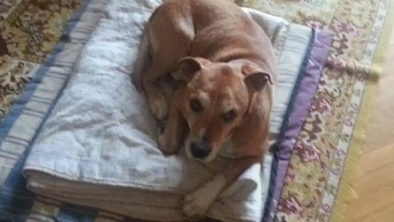 Собака заразившейся Эболой медсестры усыплена