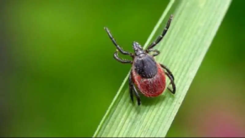 В Алматы откроют лабораторию по изучению заболеваний, переносимых клещами