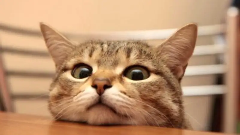 Усатые попрошайки, которым вы точно не сможете отказать