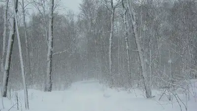 снег, метель , фото - Новости Zakon.kz от 22.02.2022 17:50