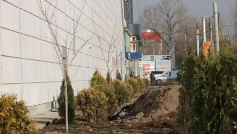 В Алматы вместо вырубленных краснокнижных деревьев посадили 30 дубов