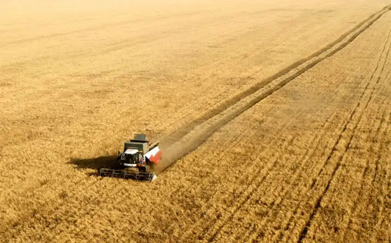 Урожай 2013, фото - Новости Zakon.kz от 07.11.2013 19:46