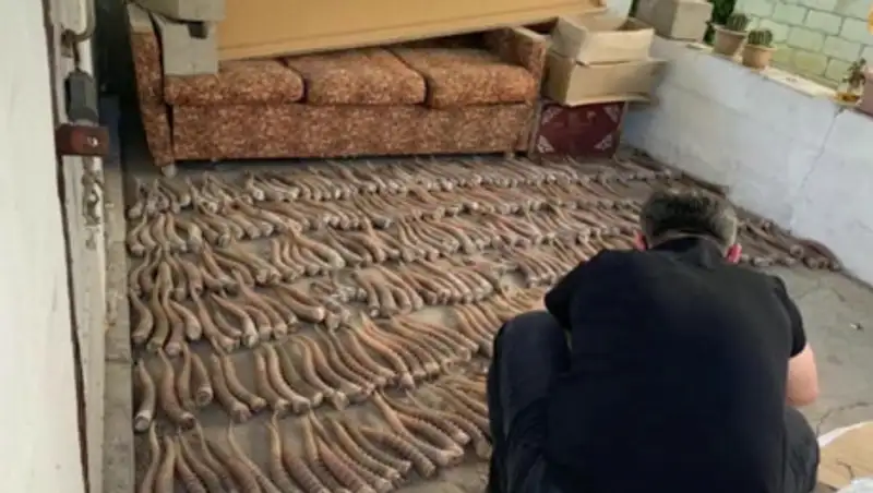 Более 1 500 рогов и 500 туш сайгаков изъято у браконьеров с начала года