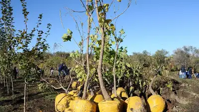 изменились правила возмещения расходов на выращивание деревье, фото - Новости Zakon.kz от 18.11.2022 16:16