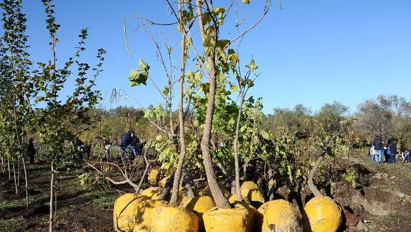 Изменились правила возмещения расходов на выращивание деревьев и кустарников
