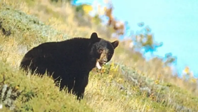 На Аляске домашняя кошка «уронила» медведя с крыльца