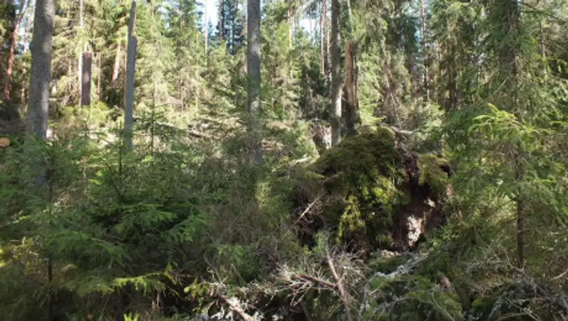 Экскаваторщик повредил более километра лесного фонда Акмолинской области