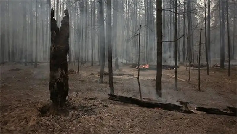 Личность женщины, тело которой обнаружено в лесопосадках в Павлодарской обл, установлена