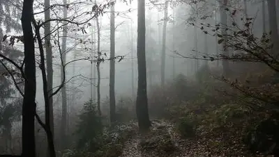 pxfuel.com, фото - Новости Zakon.kz от 11.10.2021 11:18