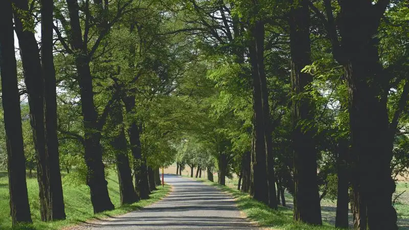 Досаев рассказал, будут ли достраивать пешую тропу до Медеу в Алматы