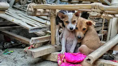 Штрафом отделался акмолинец, поставлявший собачатину в рестораны Астаны, фото - Новости Zakon.kz от 05.07.2023 17:52