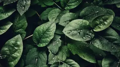 pexels.com, фото - Новости Zakon.kz от 13.07.2021 16:00