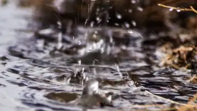 Zakon.kz, фото - Новости Zakon.kz от 24.05.2017 12:00