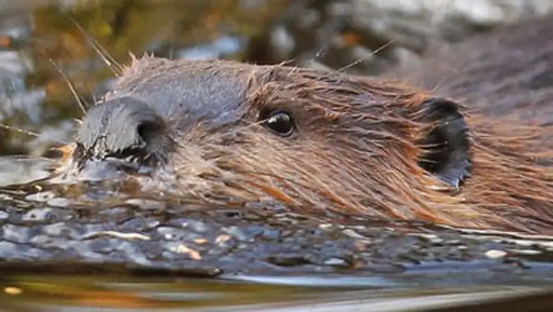 На Урале ГИБДД вместо бобров решило наказать чиновников