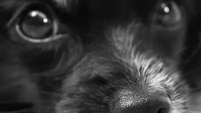 В Атырау зоозащитники вылечили проткнутую арматурой собаку , фото - Новости Zakon.kz от 06.06.2023 20:16
